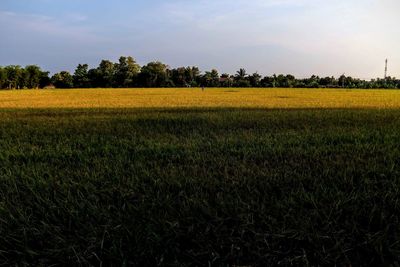 Scenic view of agricultural field against sky