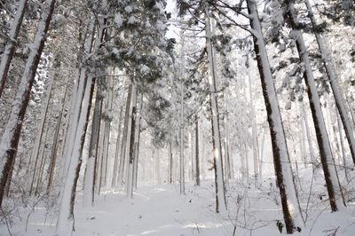 Frozen trees in forest during winter