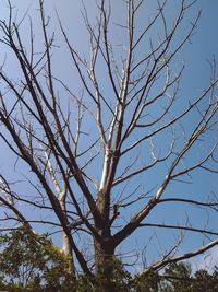 Low angle view of bare tree against clear sky