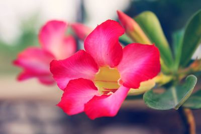 Close-up of pink rose flower