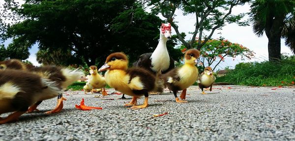 Ducks on a street