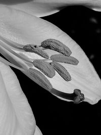 Close-up of flower against blurred background