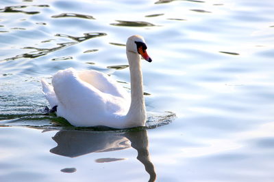 View of swan swimming in lake