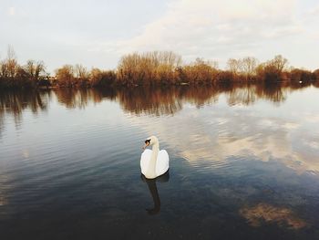 Swan swimming on lake against sky