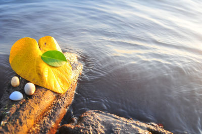 High angle view of turtle in sea