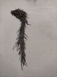 High angle view of insect on beach