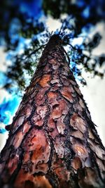Low angle view of tree trunk