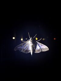 Close-up of insect on black background