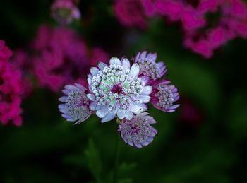 Close-up of purple flowering plant in park