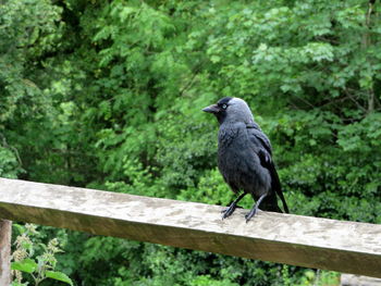 Bird perching on a railing
