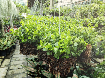 Close-up of potted plants in greenhouse