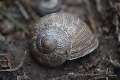 Close-up of snail on land