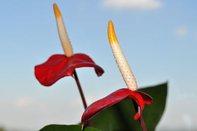 Close-up of red flower against sky