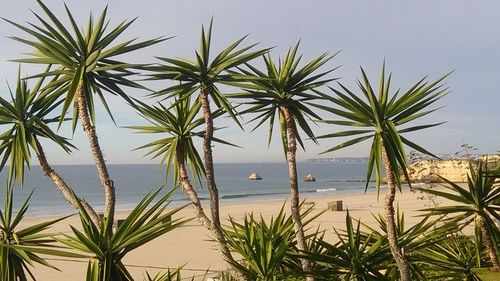 Palm trees by sea against sky