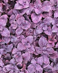 Full frame shot of pink petals