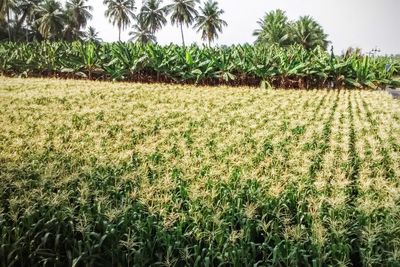 Scenic view of field