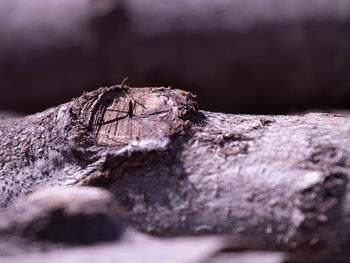 Close-up of wood on rock