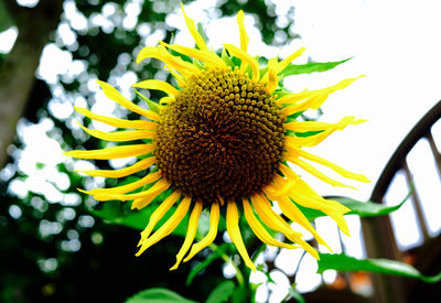 Close-up of yellow flower