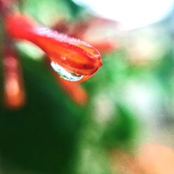 Close-up of wet red plant