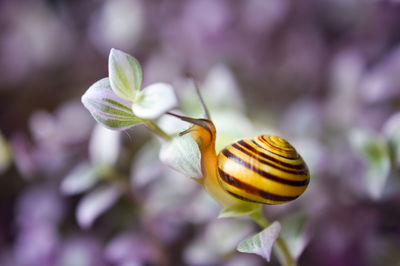 Close-up of insect on flower