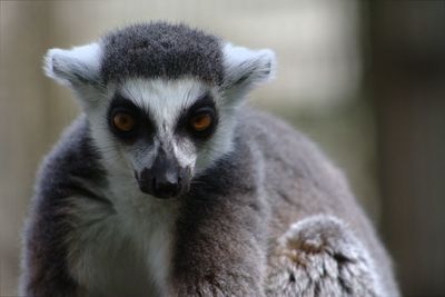 Close-up portrait of an animal