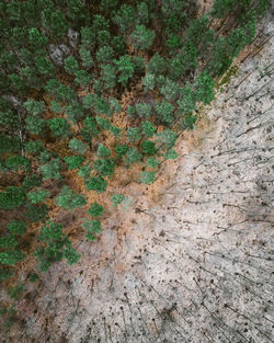 Full frame shot of trees on wall