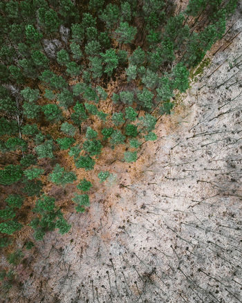 Aerial view of a forest with green and bald trees