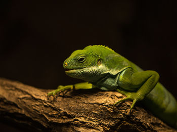 Close-up of lizard on leaf at night