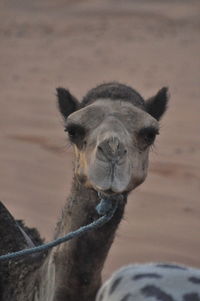 Close-up of giraffe