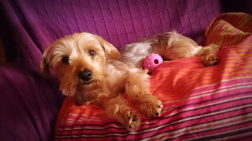 Portrait of a dog resting on sofa