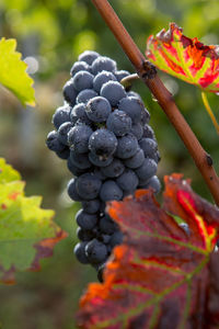 Close-up of grapes growing on plant