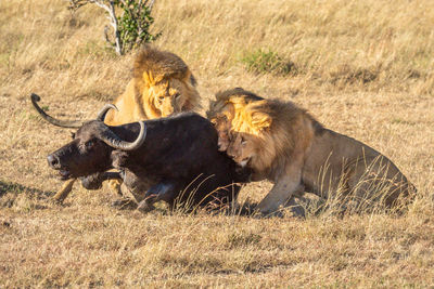 Three male lion bite cape buffalo hindquarters
