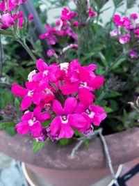 Close-up of pink flowers