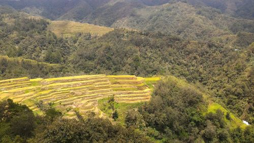 High angle view of terraced field on sunny day