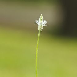 Close-up of flowers against blurred background