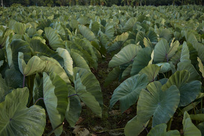 View of corn field