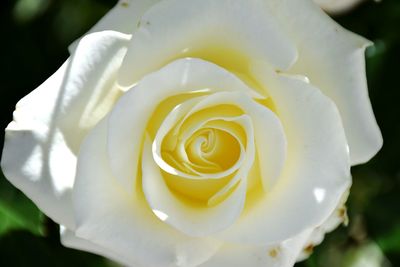 Close-up of rose blooming outdoors