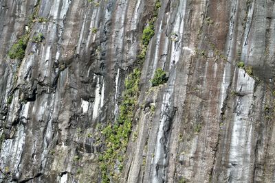 Close-up of tree trunk