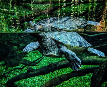 Close-up of turtle in shallow water