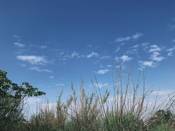 Low angle view of tall grass against blue sky