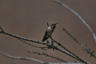 Close-up of bird perching on branch