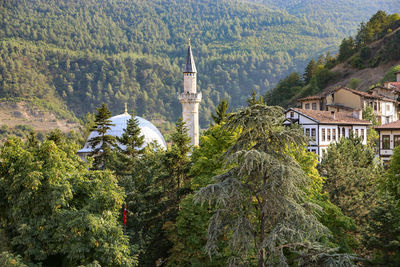 Pine tree by building against mountain