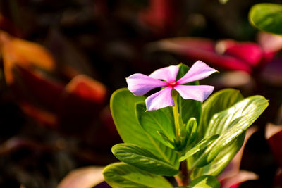 Close-up of pink flowering plant