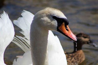 Close-up of swan swimming in lake