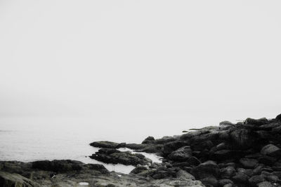 Trees against clear sky