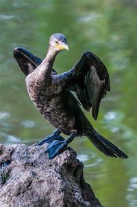 Close-up of a bird flying over lake