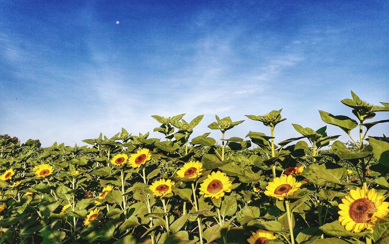 VIEW OF YELLOW FLOWERING PLANTS AGAINST SKY