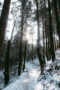 Trees in snow covered forest