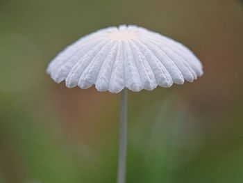 Macro mushroom