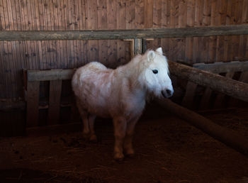 White horse in stable